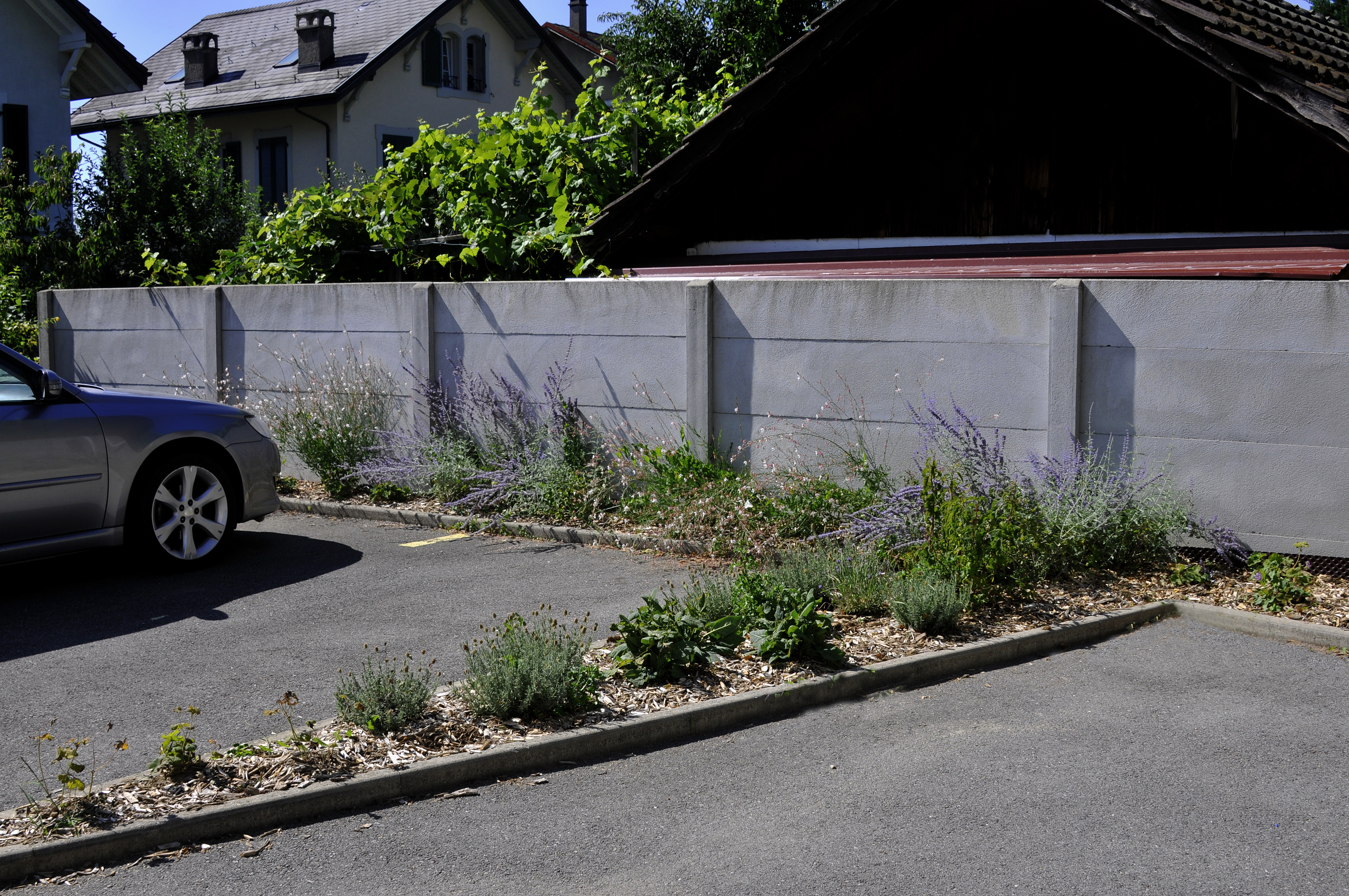Diverses plantations - Image 2