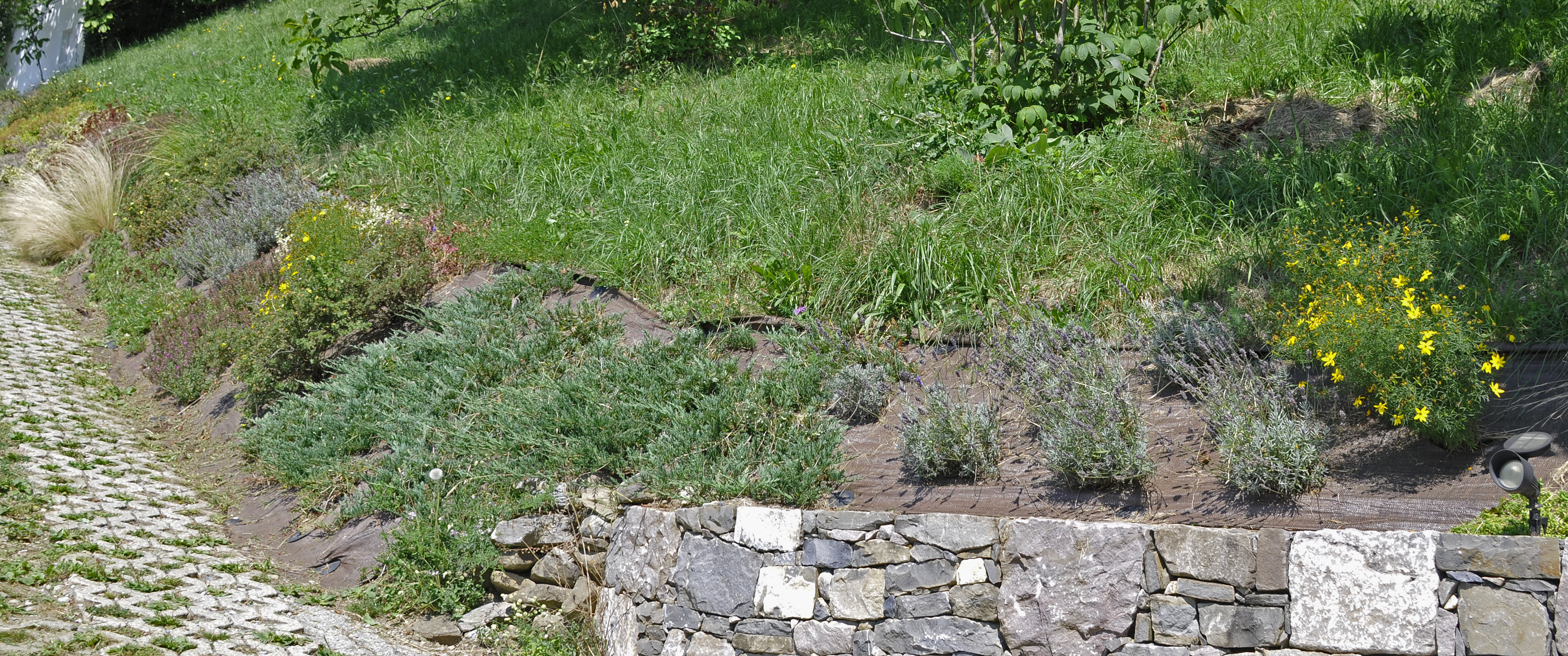 Diverses plantations - Image 4
